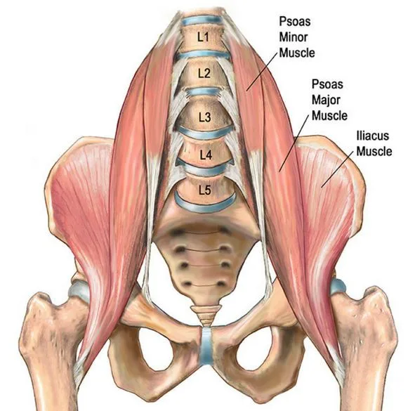 Anatomische weergave van de musculus iliopsoas.